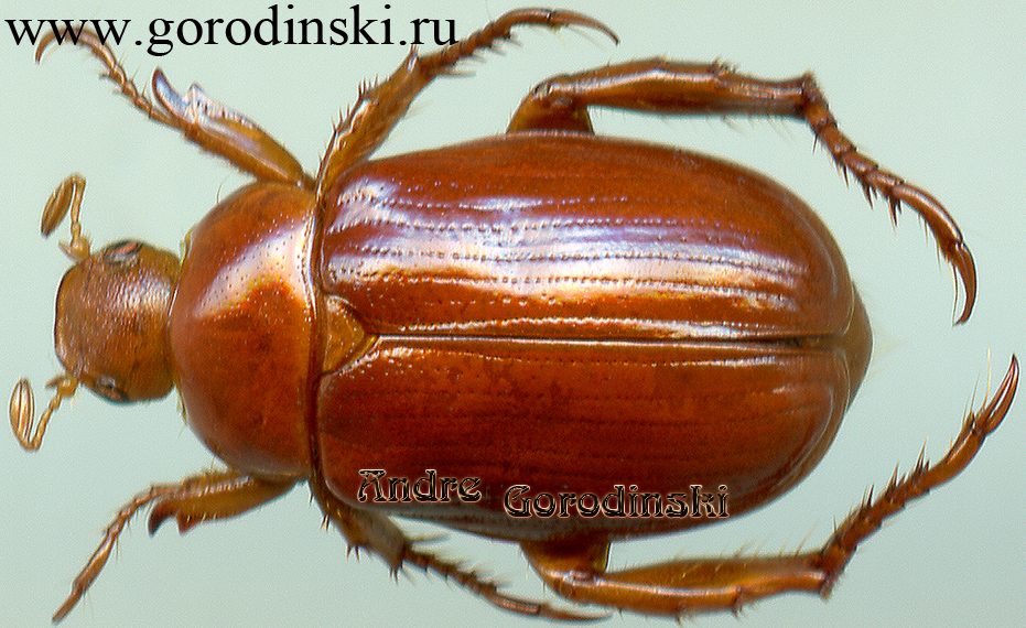 http://www.gorodinski.ru/scarabs/Adoretosoma fairmairei.jpg
